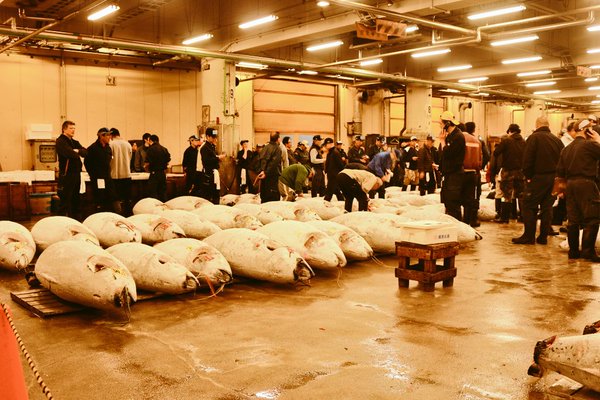 bidders at tsukiji