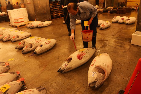 first tuna sold