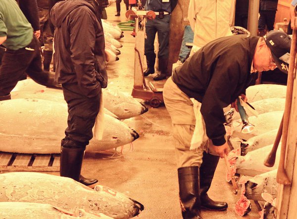 With the help of a torch light they inspect the #tuna for the distribution of fat from the tail side #tsukijimarket